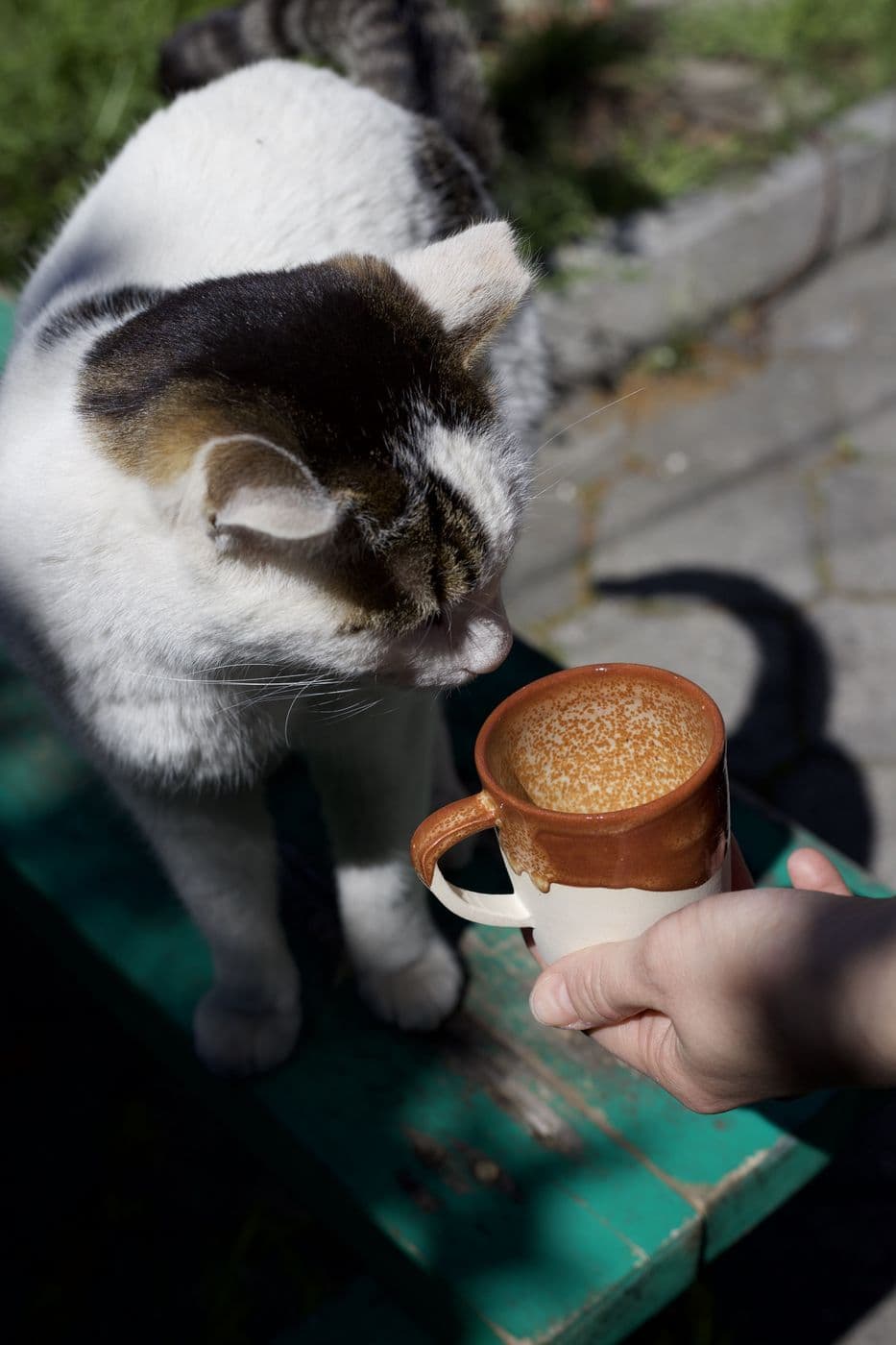 Elde tutulan seramik fincanı koklayan kedi